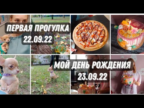 Видео: первая прогулка тоффи + мой день рождения | 22-23.09.22