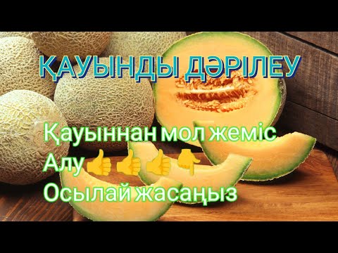 Видео: ҚАУЫННАН МОЛ ЖЕМІС АЛУ.👍👍👍 ҚАУЫНДЫ ДӘРІЛЕУ. ҚАУЫННАН МОЛ ЖЕМІС АЛУ ОСЫЛАЙ ЖАСАҢЫЗ