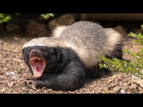 Видео: МЕДОЕДУ на все ПОФИГ! Самый ЗЛОЙ барсук! Медоед против льва, леопарда, змеи... Медоед в деле!