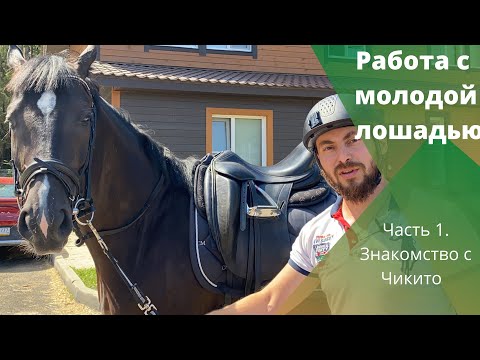 Видео: Работа с молодой лошадью. Часть 1. Знакомство с Сандро Чикито 2