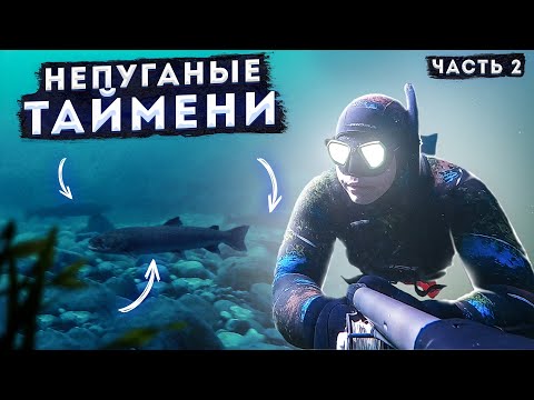 Видео: НЕУЖЕЛИ ЭТО НАЯВУ? ТАЙМЕНИ ВОДЯТ ХОРОВОД ВОКРУГ МЕНЯ (часть 2)!