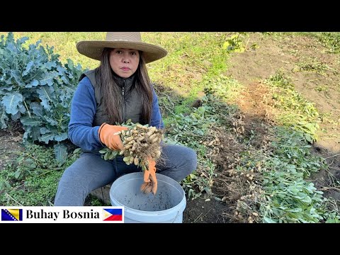 Видео: Собирать арахис самостоятельно было так утомительно | Собирать арахис самостоятельно было так уто...
