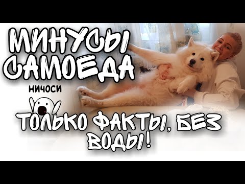 Видео: Минусы самоеда, только факты, без воды