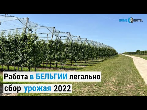 Видео: Работа в Бельгии по сбору урожая 2022