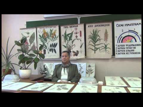 Видео: Фармакогнозия