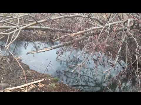 Видео: Охота на бобра.  Лайк от меня бобрам