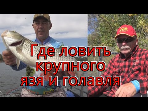 Видео: Константин Кузьмин. Где ловить крупного язя и голавля, 2024 год.