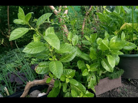Видео: Джинура, Гинура распростертая, Листья Бога. Все этапы выращивания (Gynura procumbens)