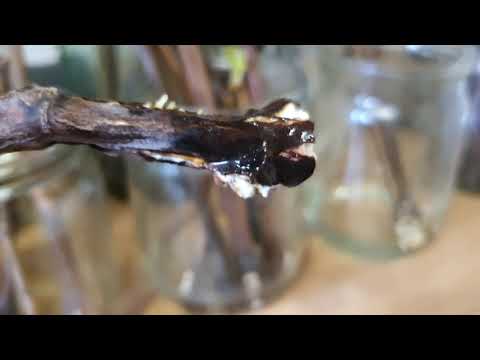 Видео: Эксперимент: укоренитель "Клон М"  2021г