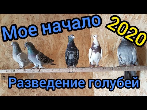 Видео: Николаевские голуби 2020.Разведение голубей,мое начало