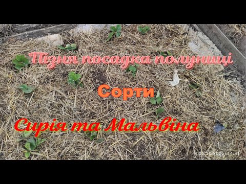 Видео: Пізня посадка полуниці.Сорти Сирія та Мальвіна