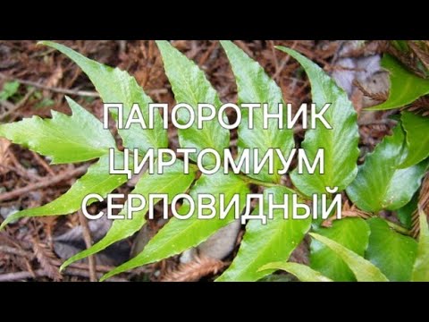 Видео: Папоротник Циртомиум Серповидный  Cyrtomium falcatum