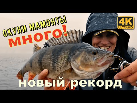 Видео: Окуни мамонты клюют в прямом эфире. Новый личный рекорд 2022