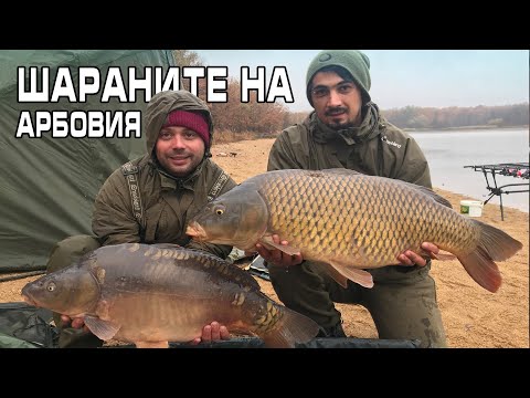 Видео: Шараните на Арбовия + работещ монтаж