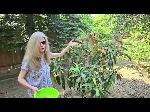 Видео: Сбор урожая: первый помидор, ягоды, мушмула и календула!🍅🍑🍓