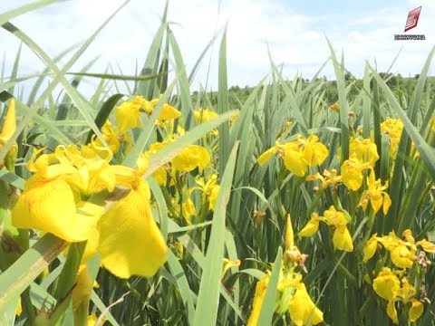 Видео: Долина ірисів у селі Снітків Муровано-Куриловецького району 08 06 2017