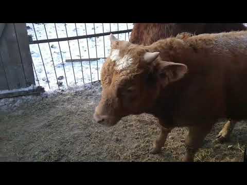 Видео: Купил бычков. Опасный бычара.