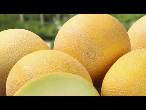 Видео: Обираємо насіння дині, мій топ на 2025 рік. Обираємо насіння дині на новий сезон. Насіння дині 2025.