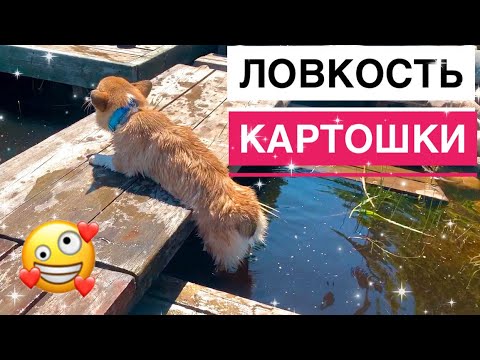 Видео: На речку с собаками! Таффи полюбил АБРИКОСЫ😊 Деревенский влог/  Часть 5