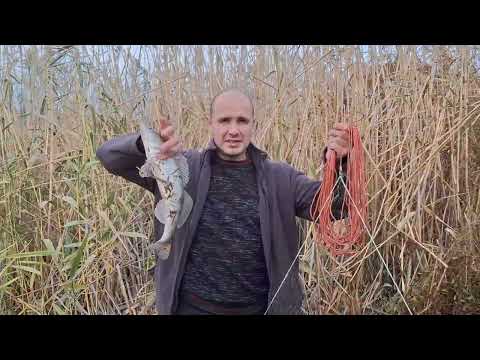 Видео: ловим на косынку рака и судака