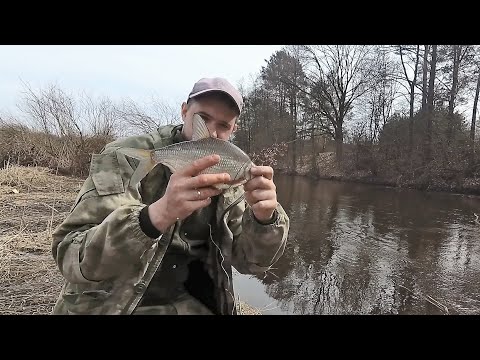 Видео: Лучший способ ловли весной на удочку