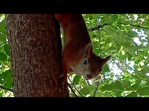 Видео: Утро субботы в лесу🌞🍁🍂🌿 Трусишка🐿❤, Жених🐿❤🍫, Бусëнок🐿❤ и два Дружочка🐿❤ #белочка #squirrel #осень 