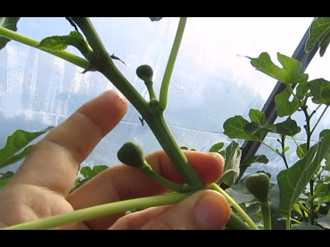 Видео: Как я прищипываю инжир.