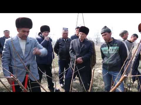 Видео: Шафтолига баҳорги шакл бериш