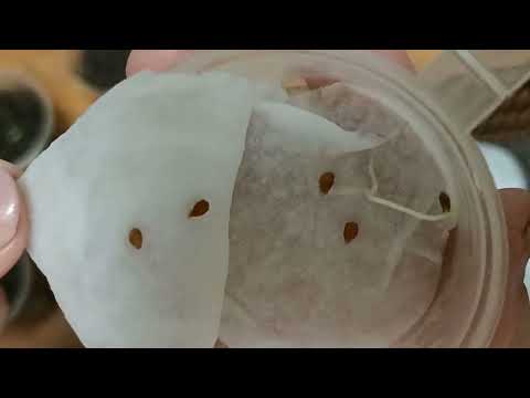 Видео: Старые семена томатов .Пробую прорастить в разных растворах .