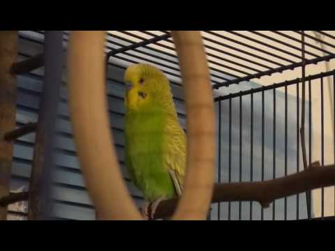 Видео: Говорящий попугай болтает и поет