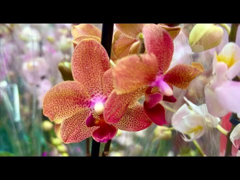 Видео: Орхидеи по 600 руб в свежем поступлении в Леруа Мерлен. Попугай, Претти Романс, Биг липы ...