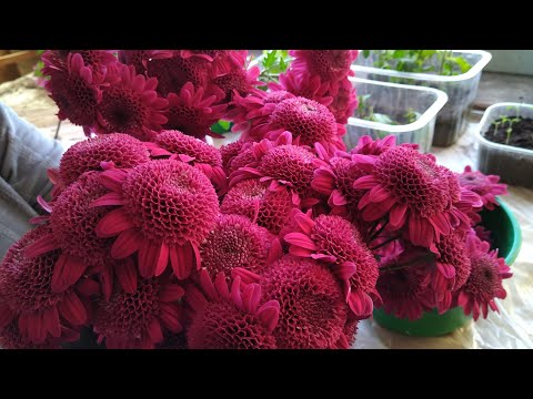 Видео: Размножение хризантемы листом.