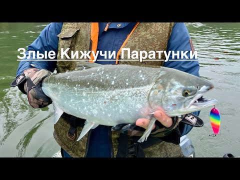 Видео: Кижуч пошёл#камчатка#рыбалканакамчатке#организуютур