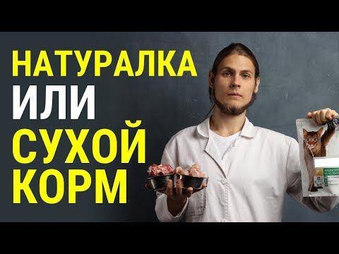 Видео: Какие преимущества натуралки перед сухим кормом? Рассказывает ветеринар Дмитрий Русаков.