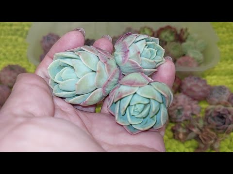 Видео: Новинки суккулентов из КИТАЯ●☆▪︎☆▪︎☆
