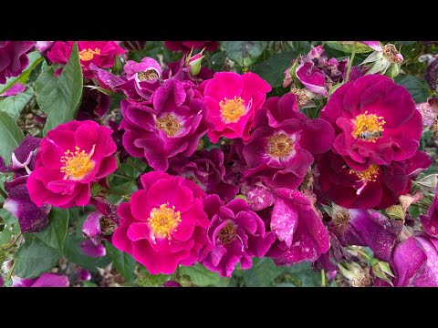 Видео: Які ж троянди витримали двотижневий спекотний період