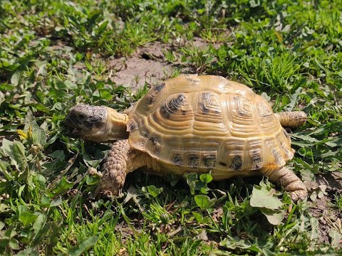 Видео: Пышка едет гулять на дачу