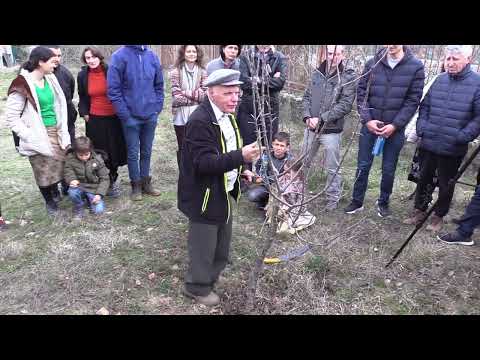 Видео: Подрязване на овощни дръвчета - Иван Кацарски / Градинарска конференция 2024