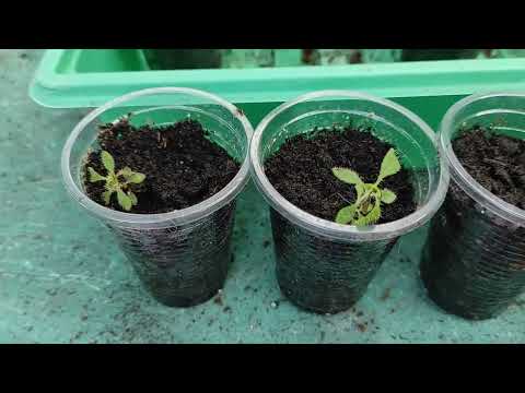 Видео: ВЫРАЩИВАНИЕ РОДОДЕНДРОНА ИЗ СЕМЯН. ВОЗМОЖНО ЛИ ЭТО? МОЙ ОПЫТ #рододендрон #посевсемян #цветы #сад