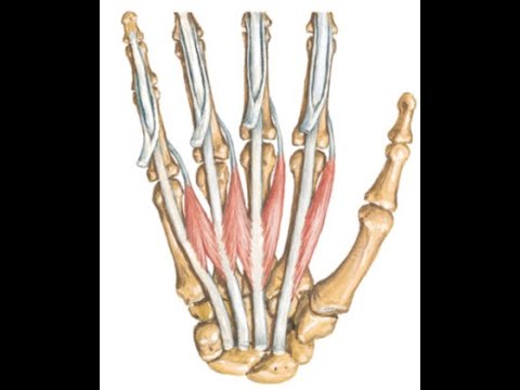 Видео: Мышцы кисти.