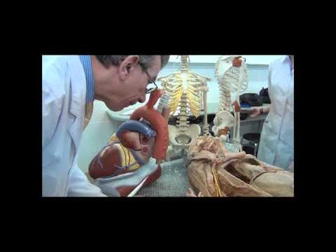 Видео: Средостение на трупе и муляже 1