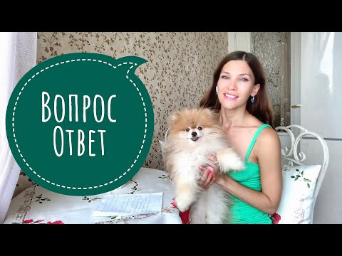 Видео: Корм Шпица Гетсби/Кастрация/Укачивает в авто/Алопеция