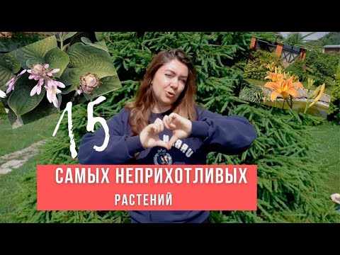 Видео: ТОП САМЫХ НЕПРИХОТЛИВЫХ РАСТЕНИЙ ДЛЯ МАЛОУХОДНОГО САДА