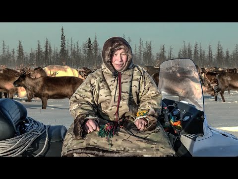 Видео: Счастливый как никто. Оленные люди | Ясавэй. Кочевник ХХI века