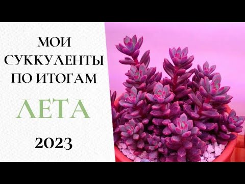 Видео: 🌺Мои суккуленты по итогам лета 2023 (часть 3)🌺