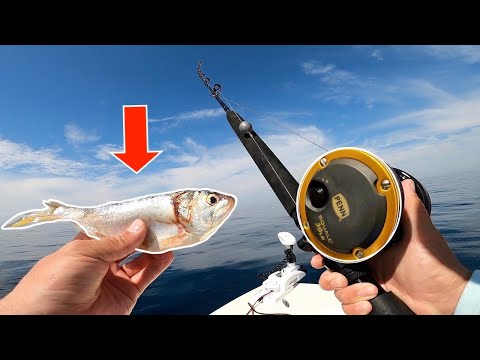 Видео: Я ЗАКИНУЛ ЭТУ ОГРОМНУЮ НАЖИМКУ и ПОПОЙМАЛ РИФОВОГО МОНСТРА!