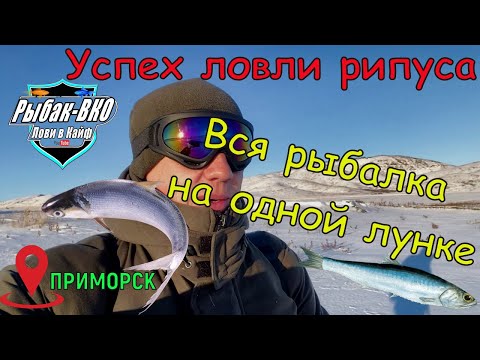Видео: Успех ловли рипуса. Бешенный клев РИПУСА в ЯНВАРЕ месяце. #Зима,#мороз,#ЖОР #РИПУСА #январь 2024