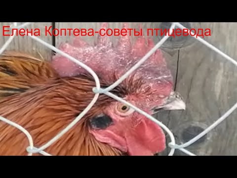 Видео: Инсульт у петуха?Посинел гребень.