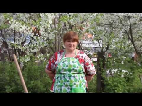 Видео: Посадка георгинов и мирабилиса. Способ для обильного цветения.