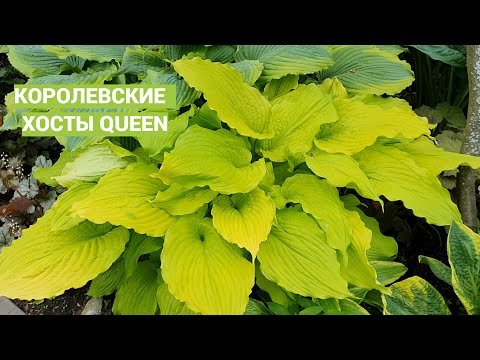 Видео: Хосты королевы
